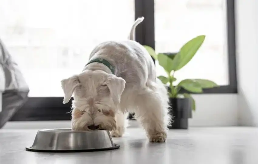 Smartsy startap iz Srbije dobio investiciju od 500.000 evra za širenje na evropsko tržište